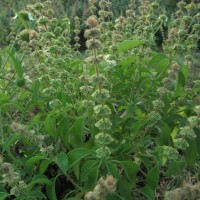 Ocimum americanum L.